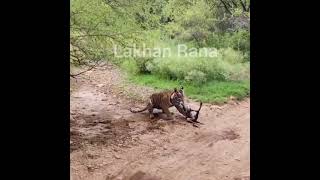 tiger kill a dog #short #tiger #dog #lion