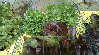 Kraktky hydroponic lettuce year round, no pumps, outdoors in spring