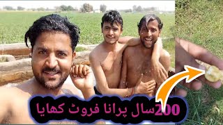 200 saal purana fruit aj kaya || very informative vedio||