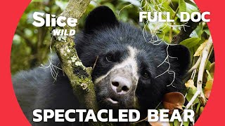 The Secret life of Spectacled Bear | SLICE WILD | FULL DOC