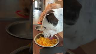 #asmr #dogeat #dogasmr #dogfood