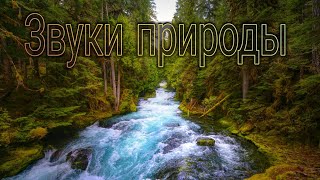 Звуки Природы, Звуки Леса, Птиц, Реки. Музыка Для Улучшения Работы Сердца, Успокоения И Сладкого Сна