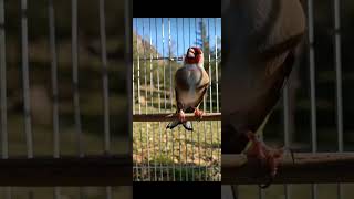 Goldfinch singing #goldfinch_singing #goldfinch #birds #beautiful #shorts