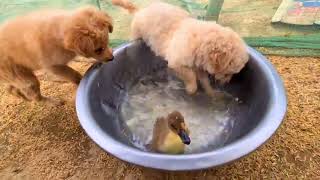 Funny Puppy want to swim with cute little