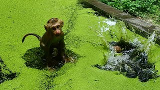 Baby Lucie Jumping swimming alone || Lucie tried to cut monkey Sheba dream to play with