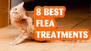 8 Best Cat Flea Infestation Treatment for Cat of 2019