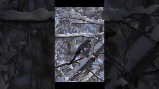 beautiful jay sits on snow covered branches  Birds in winter