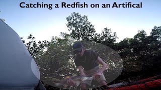 Using Salt Strong Slam Shady's to Catch a REDFISH