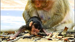 LOOKED SORROWFUL AND EMOTIONAL SADNESS - PITIFUL NEWBORN BABY MONKEY THONA | IS SHE GOING TO BE OK?