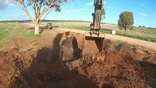 347.Volvo excavator digging out huge palm tree stump