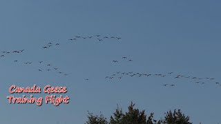 Canada Geese