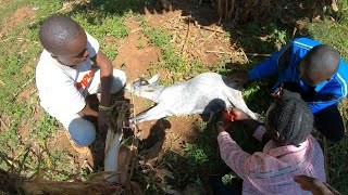 Attack in thevillage!@iammarwa  @DeeMwango  #farming #animals #farmer#trendingvideo