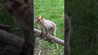 NaturZoo Rheine #5/милые  обезьянки в нашем зоопарке😊#shortsvideo #зоопарквгермании #обезьянки