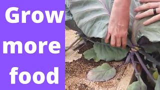 Grow more food in a small garden