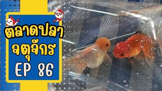 ทัวร์ตลาดปลาจตุจักร โซนลานเร่ EP 86 วันที่ 28 ก.พ. 67