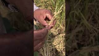 Rice seeds getting empty ,why insect drink rice. How  to make rice ,paddy fields ,harvest #shorts