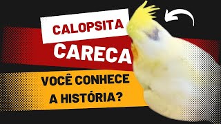 Por que existem CALOPSITAS CARECAS ?