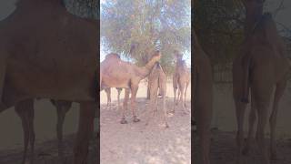 Male Camel Attack Female camel😱