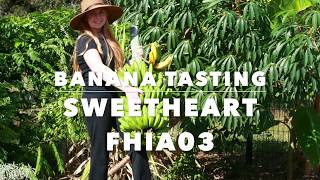 Sweetheart Banana - FHIA3 Bananas - Florida Grown