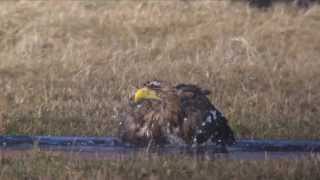 Seeadler (White-tailed Eagle, Haliaeetus albicilla) beim Baden