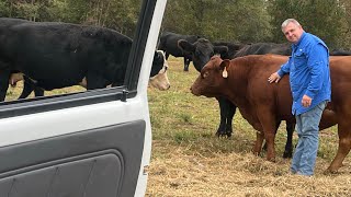 Delivery to Southpoll cattle farm in GA