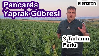 Amasya Merzifon - Şeker Pancarı Yaprak Gübresi - Pancar Gübreleme