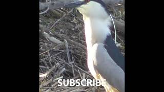 BLACK-CROWNED NIGHT HERON EATING SUNFISH