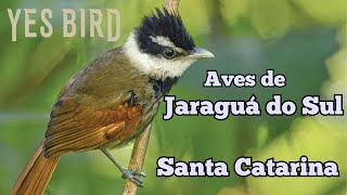 Aves de Jaraguá do Sul - Santa Catarina