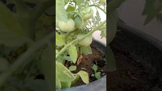 टमाटर ही टमाटर 1 पौधे में ऐसे ले सकते है इतने टमाटर 🍅#Viral #tamato #Garden #Bagicha