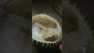 durian part terakhir