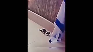 Sigma crow and cat # Free Palestine # shorts