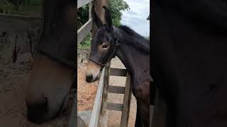 Mula Pérola Negra, chegou para completar o time de Muares Top no Rancho