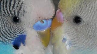 🐥КАК ПРАВИЛЬНО ПОДСАДИТЬ ОДНОГО ПОПУГАЯ К ДРУГОМУ?🐥|Гоша Гороша💕