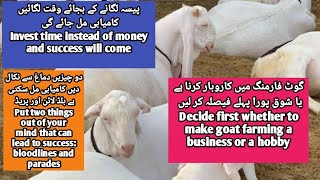 گوٹ فارمنگ میں شوق پورا کرنا ہے یا کاروبار پہلے فیصلہ کر لیں  goat farming decide this hobby