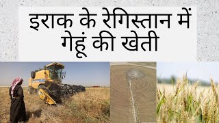 इराक के रेगिस्तान में गेहूं की खेती | Iraq me gehu ki kheti | Wheat farming in iraq