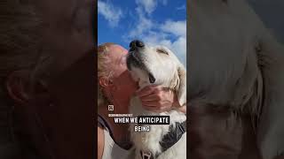 Do our dogs actually love us? 🐕😍#dogs #ytshorts #pets #yourdog #dogcare #viralshorts