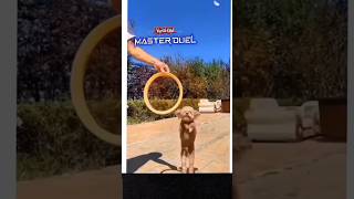 Yugioh Master Duel #yugiohmasterduel #dogs #funnyanimal #funnydogs #yugioh #shorts #feedshorts #fyp