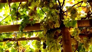 Turpan Grape Valley: Fire Island Summer Paradise, Food Paradise on Earth!