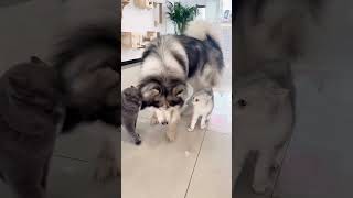 No fighting!#funnyvideo #funny #pets #pets #usa #catvideos