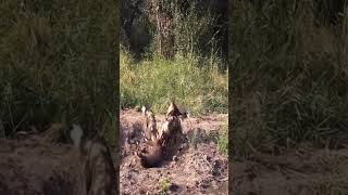 Bushbuck Tries Defending Itself From Wild Dogs#animals #wildlife #discovery #fyp #bestvideo