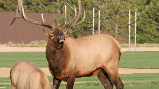 Elk Rut at the YMCA of the Rockies