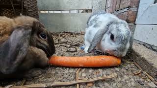 Adopting Mayro and Mochi from the rescue #bunny #pets #rescue