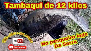 Tambaqui de 12 kilos no pesqueiro