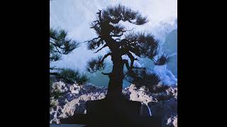 Coastal Monterey Pine Bonsai #shorts