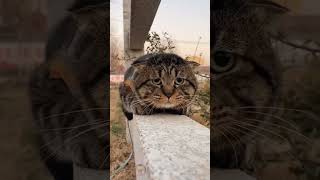 Cat looks kinda sad chilling in garden