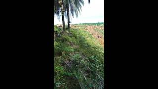 REPLANTING KEBUN SAWIT DENGAN EXCAVATOR  CHIPPING