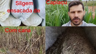 Silagem de capiaçu com cana! #silagem #capiaçu #silagemdecapiaçu