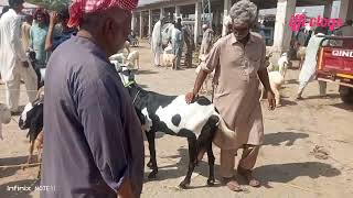 cattle market Domel # animals new rate, facilities & problems