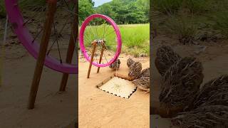 Creative DIY Quail Bird Trap #shorts #create #traps