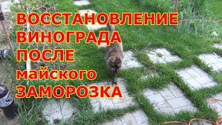 Восстановление винограда  после майского  заморозка. Перспективы